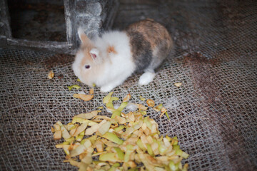 Fluffy tri-color rabbit sits on wire mesh floor near scattered apple peels. The curious bunny...