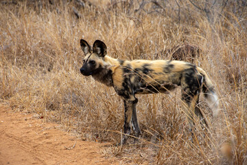 Wild Dogs, Klaserie Reserve, Greater Kruger South Africa