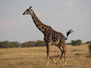 Giraffe walking through the middle of the savannah of the Massai Mara National Park Reserve in the...