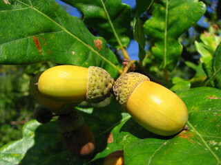 in autumn a bright acorn ripened on an oak tree