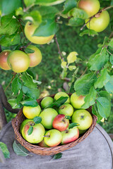 Apple harvest
