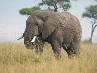 The wise elephant. This photo of this imposing elephant perfectly shows its impressive tusks at the surise light