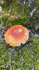 fly agaric mushroom