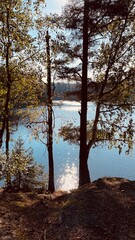 trees in the lake