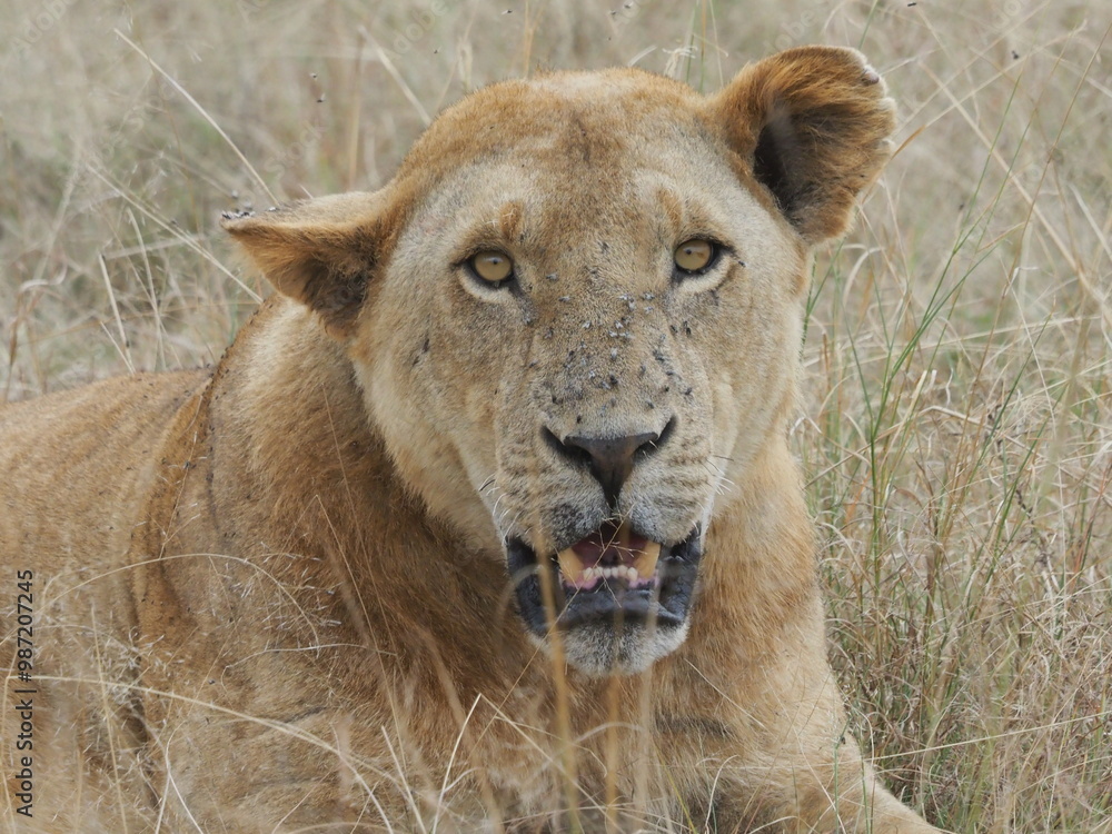 Wall mural lion injured in serengeti national park, as a result of a territorial battle, and lost his mane due 