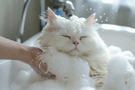 Cute white fluffy cat enjoying a bath with bubbles and gentle grooming