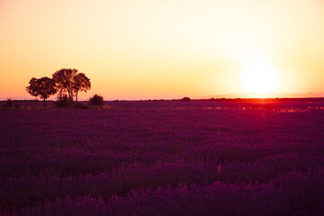 Beautiful landscape of a field of lavender at sunset. Tree at left and sun at right.