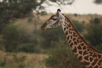 Giraffe portrait