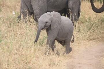 Young elephant running