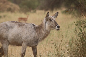 Elderly waterbuck