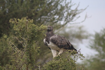 Eagle in tree