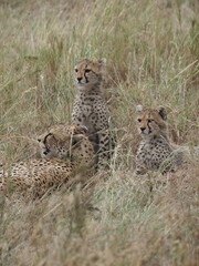 Serengeti Cheetah. This close-up of a mother cheetah after hunting. I captured this cheetah moments before her cubs appeared to eat.