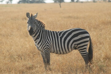 Zebra