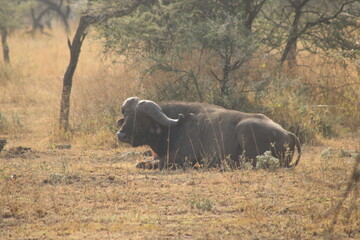 Buffalo