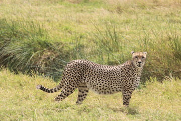 Pregnant cheetah