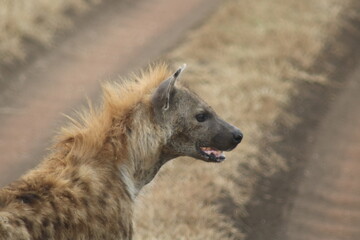 Hyena close-up