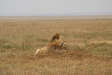 Lion side look