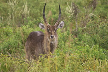 Waterbuck with horns