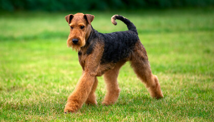 Airedale Terrier moving on grass