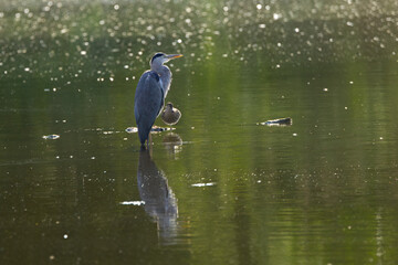 Grey heron in its habitat, grey heron in the setting sun, heron at sunset, duck next to grey heron at sunset, water birds in the pond, reflection of water birds on the lake