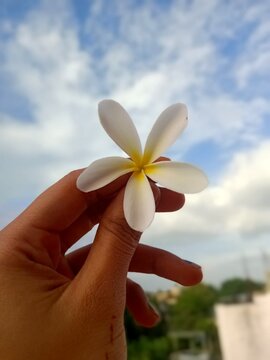chafa flower holding in hand
