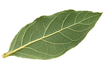 Close-up of a fresh bay leaf highlighting its vibrant green color and intricate vein patterns, perfect for culinary and botanical uses.