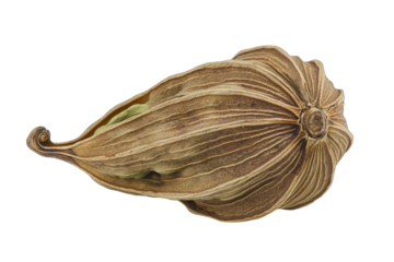 Close-up view of an exotic seed pod, showcasing its unique texture and intricate shapes, perfect for botanical illustrations.