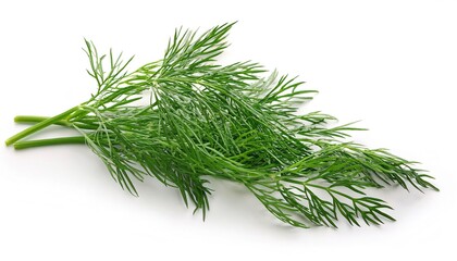 Dill - Anethum graveolens - an annual herb in the celery family native to North Africa, Iran, and the Arabian Peninsula. The leaves and seeds are used as a herb or spice for flavoring food
