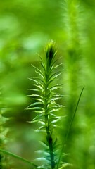 green pine needles, morning dew on a plant, green background
