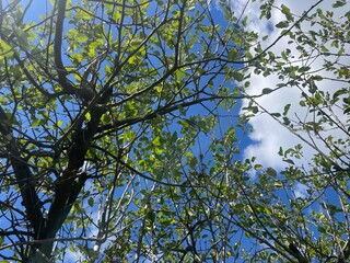 Beautiful nature background with blue sky and green trees
