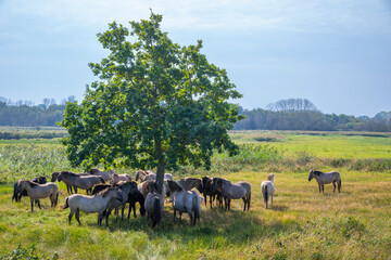 Horde von Wildpferden der Rasse Konike im Naturschutzgebiet Geltinger Birk,Schleswig-Holstein, Deutschland © Ralf Gosch