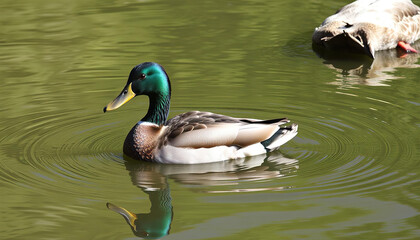 Obraz premium Duck with Reflections Swimming in a Pond