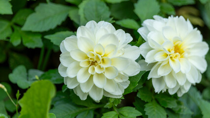 white and yellow flowers