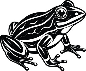 frog on a white background