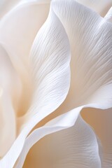  A tight shot of a white bloom, soft focus on its core and petal centers