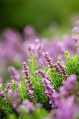 Obraz premium purple blooms in the front, green foliage behind