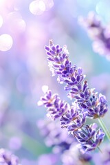 Obraz premium A close-up of lavender flowers with a soft focus on the bokeh of light in the background and a slightly blurred bokeh of light