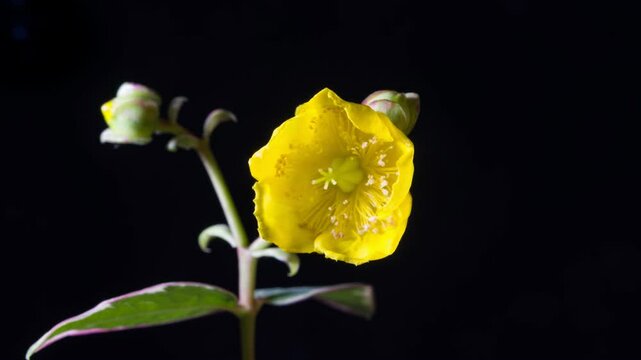 Hypericum flowering time-lapse photography
