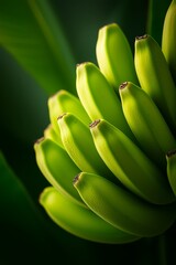  A scene with numerous green bananas atop a verdant plant against a dark green backdrop