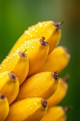  A dozen ripe bananas stacked high, dripping with water at the peaks