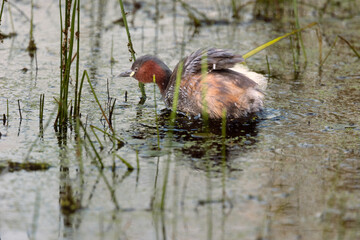 Little grebe on a small pond, shaking off feathers. Close view from the side and back. Poland in summer