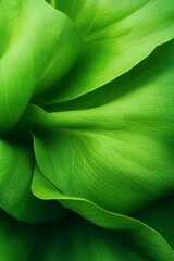Obraz premium A close-up view of a green plant's large, leafy leaves