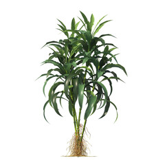 Dracaena sanderiana, Lucky bamboo, evergreen, small tree, bush, light for daylight, easy to use, 3d render, isolated