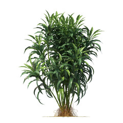 Dracaena sanderiana, Lucky bamboo, evergreen, small tree, bush, light for daylight, easy to use, 3d render, isolated