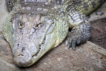 Obraz premium A Nile Crocodile Resting at Berlin Zoo in Germany During the Afternoon