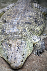 Fototapeta premium Nile Crocodile Resting on the Ground at the Berlin Zoo in Germany