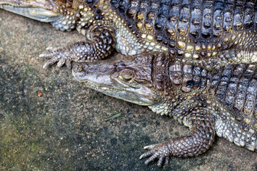 Couple of Spectacled Caimans Resting at the Berlin Zoo in Germany Today
