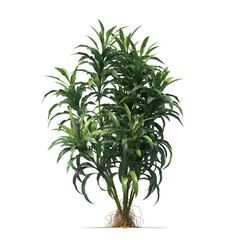 Dracaena sanderiana, Lucky bamboo, evergreen, small tree, bush, light for daylight, easy to use, 3d render, isolated