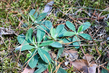 Pilosella officinarum or Hieracium pilosella mouse-ear hawkweed yellow flowered species of flowering plant in daisy family Compositae or Asteraceae native to Europe and northern Asia.