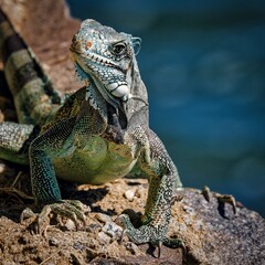 iguane